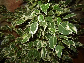 Ficus benjamina размножаване и грижи в дома