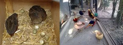 Фазани, развъждане в дома от емисия