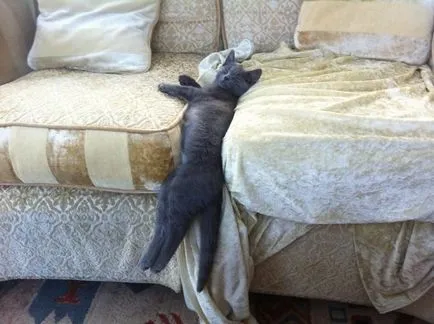 Тези смешни котки