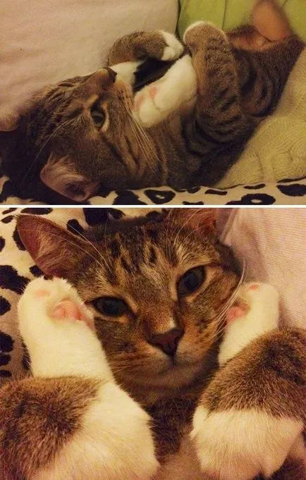 Тези смешни котки