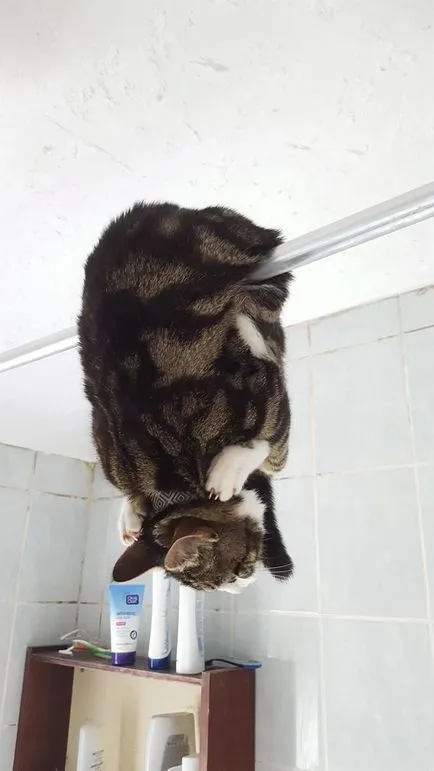 Тези смешни котки