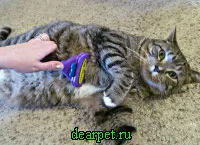 Furminators котка, снимка, се използва принципът на това как Furminators