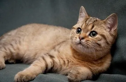Фото Сгънете котки