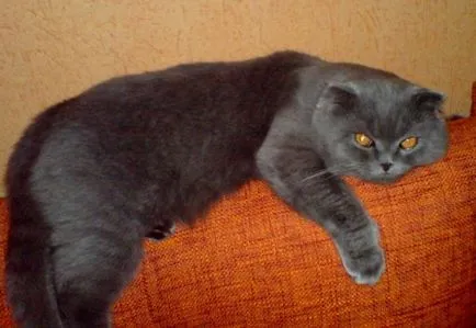 Фото Сгънете котки