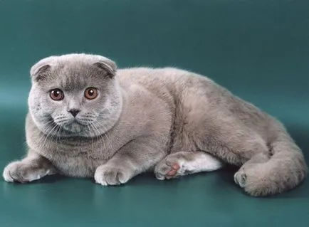 Фото Сгънете котки