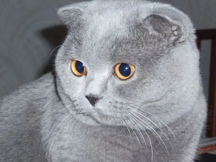 Фото Сгънете котки
