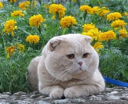 Фото Сгънете котки