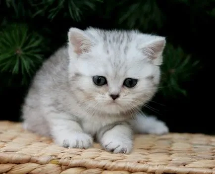 Фото Сгънете котки