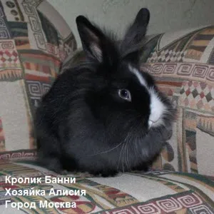 Hogyan lehet csökkenteni nyúl