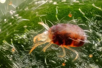 Hogyan lehet megszabadulni a takácsatka növényeken