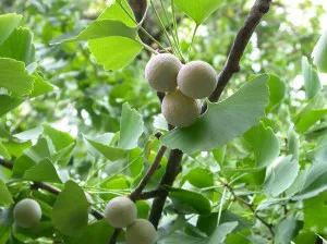 Гинко biloba- расте в покрайнините на града и грижа
