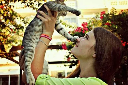 Къде и защо да яде котки (защо) Къде и защо да яде котки