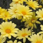 Озеленяване и грижа Gypsophila paniculata целогодишен и годишния Тери пълзящи снимка