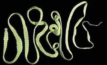 Worms в котки Видове, симптоми и превенция