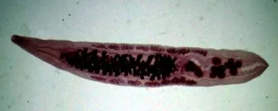 Worms в котки Видове, симптоми и превенция