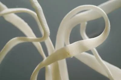 Worms в котки Видове, симптоми и превенция