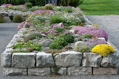Gypsophila расте от семена