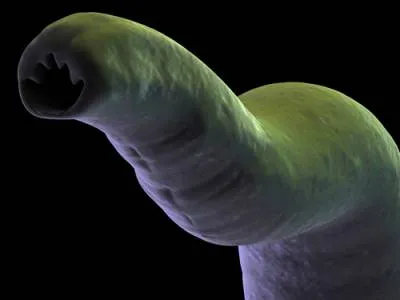 Worms в котки Видове, симптоми и превенция