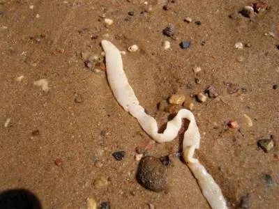 Worms в котки Видове, симптоми и превенция