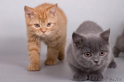 Британската синя котка
