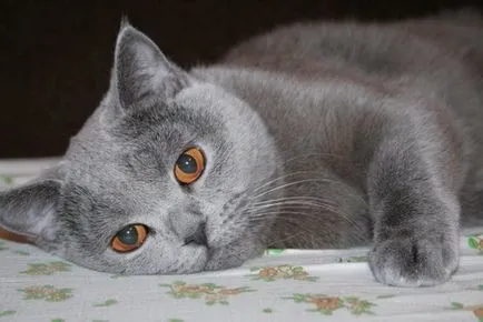 Британската синя котка