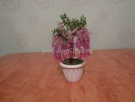 Wisteria топчета