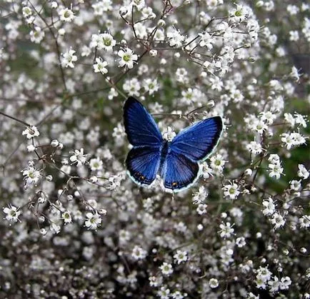 Gypsophila расте от семена