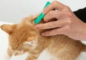 Как капките на бълхи за котки (капки) Как капките на бълхи за котки