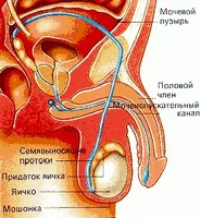Какви лекарства за лечение на рак на простатата, облекчаване на аденом на няколко пъти по-бързо