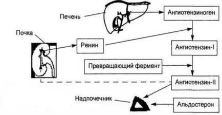 Какво надбъбречните жлези секретират хормони, като те се наричат, и които регулират