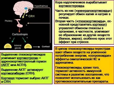 Какво надбъбречните жлези секретират хормони, като те се наричат, и които регулират