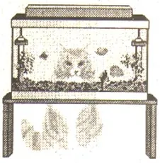 A macska jött