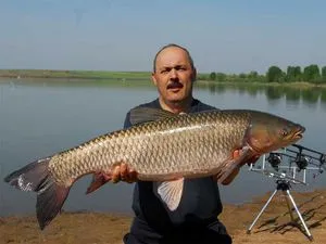Mikor és mit kell fogni ponty