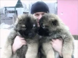 Като малки кучета отиват в банята, в света на котки и кучета