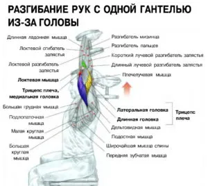 Как да се изгради трицепс у дома гири и лицеви опори, програма за обучение, видео, както