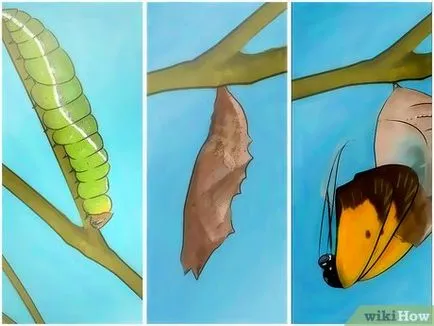 Улавянето пеперуди