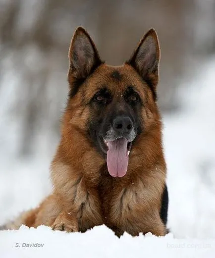 Как да се направи молив пастир 2 етапа (Shepherd) Как да се направи молив пастир стадии 2