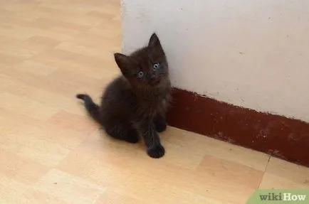 Как да се прегръщат котката