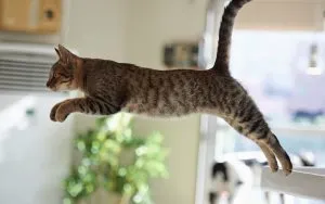 Как да отвикне котка хвърляне на ръцете си, нашите котки и кучета