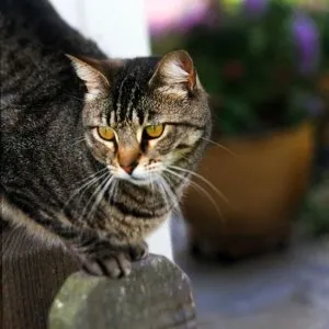 Как да отвикне котка хвърляне на ръцете си, нашите котки и кучета