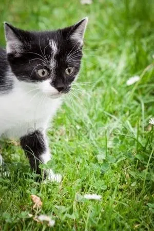 Как да отвикне котка хвърляне на ръцете си, нашите котки и кучета