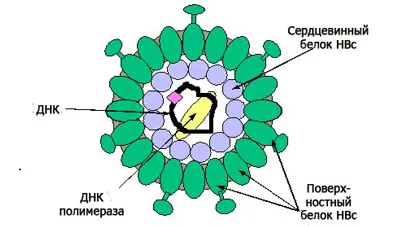 Какво е най-опасното хепатит