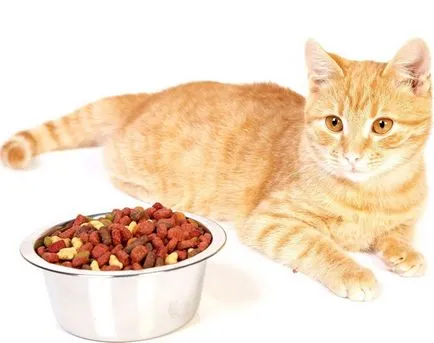 Как да отвикне котка и котка да се хранят и суха, отколкото е вредно