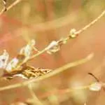 Как да пишем отговор на молба тук