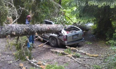 Как да се намали дърво Chainsaw - технологични анализ произведения