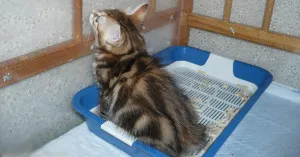 Как да научим котка, котка ходене в тавата