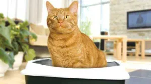Как да научим котка, котка ходене в тавата