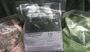 Как да расте Петунии правила семена, засети когато разсад гмуркане след поникване,
