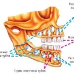 Как да растат зъби при деца схема, снимки, заповед на растеж