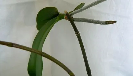 Orchid разсад в дома основните методи за сядане (условия) Orchid разсад в дома основните методи за сядане